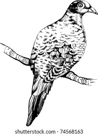 hand-draw vector bird -  vintage bird illustrations