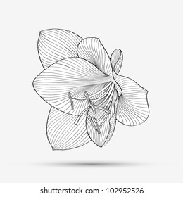 Fondo floral abstracto de dibujo a mano. Amarilis flor vectorial. Elemento para el diseño.