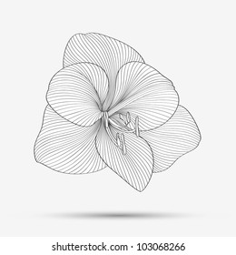 Hand-drawing abstract floral background. Vector flower amaryllis. Element for design.