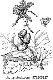 hand-drawing acorns and leaves , acorns graphics , acorns vector illustration