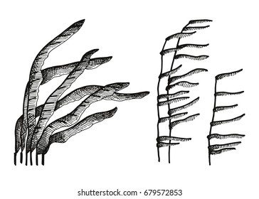 hand-drawing algae. vector illustration