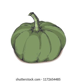 Hand-drawing big green pumpkin isolated on white background. Detailed template for your design. Engraved style vector illustration.