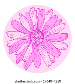 Hand-drawing chamomile isolated on white background vector illustration. Pink wild flower element for design.