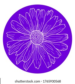 Hand-drawing chamomile isolated on white background vector illustration. White outline wild flower element on purple circle for design.