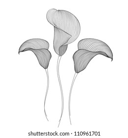 Hand-drawing floral background with flower calla. Element for design. Vector illustration.