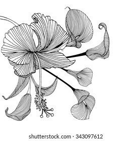Hand-drawing floral background with flower calla and hibiscus. Element for design. Vector illustration. 
