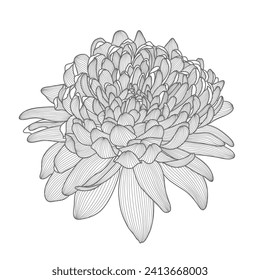 Fondo floral de dibujo a mano. Crisantemo de flor vectora. Elemento para el diseño.