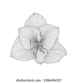 Hand-drawing monochrome abstract floral background. Vector flower amaryllis. Element for design.