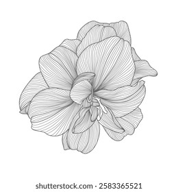 Hand-drawing monochrome abstract floral background. Vector flower amaryllis. Element for design.
