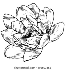 Hand-drawing peonies. Vector graphic flowers. Decorative background for cards, invitations. Template greeting card.