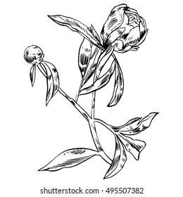 Hand-drawing peonies. Vector graphic flowers. Decorative background for cards, invitations. Template greeting card.