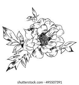 Hand-drawing peonies. Vector graphic flowers. Decorative background for cards, invitations. Template greeting card.
