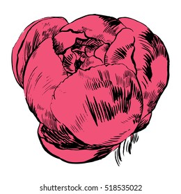 Hand-drawing peonies. Vector graphic flowers. Decorative background for cards, invitations. Template greeting card.