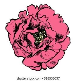 Hand-drawing peonies. Vector graphic flowers. Decorative background for cards, invitations. Template greeting card.