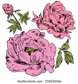 Hand-drawing peonies. Vector graphic flowers. Decorative background for cards, invitations. Template greeting card.