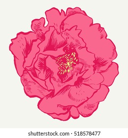 Hand-drawing peonies. Vector graphic flowers. Decorative background for cards, invitations. Template greeting card.