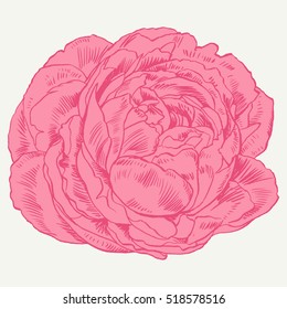 Hand-drawing peonies. Vector graphic flowers. Decorative background for cards, invitations. Template greeting card.