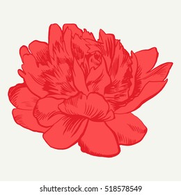 Hand-drawing peonies. Vector graphic flowers. Decorative background for cards, invitations. Template greeting card.