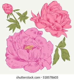 Hand-drawing peonies. Vector graphic flowers. Decorative background for cards, invitations. Template greeting card.