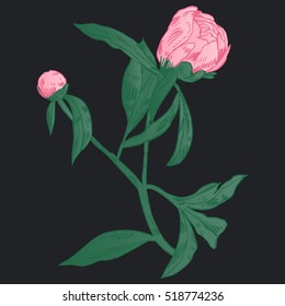 Hand-drawing peonies. Vector graphic flowers. Decorative background for cards, invitations. Template greeting card.