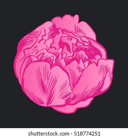 Hand-drawing peonies. Vector graphic flowers. Decorative background for cards, invitations. Template greeting card.