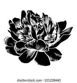 Hand-drawing peonies. Vector graphic flowers. Decorative background for cards, invitations. Template greeting card.