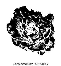 Hand-drawing peonies. Vector graphic flowers. Decorative background for cards, invitations. Template greeting card.