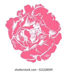 Hand-drawing peonies. Vector graphic flowers. Decorative background for cards, invitations. Template greeting card.