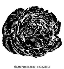 Hand-drawing peonies. Vector graphic flowers. Decorative background for cards, invitations. Template greeting card.