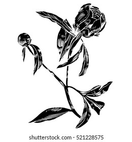 Hand-drawing peonies. Vector graphic flowers. Decorative background for cards, invitations. Template greeting card.
