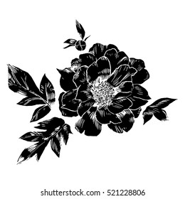 Hand-drawing peonies. Vector graphic flowers. Decorative background for cards, invitations. Template greeting card.