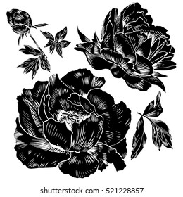 Hand-drawing peonies. Vector graphic flowers. Decorative background for cards, invitations. Template greeting card.