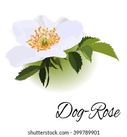 Hand-drawing realistic flower with leaves dog-rose