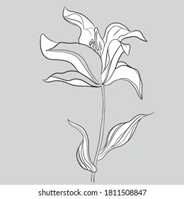 Fondo de silueta de dibujo a mano. Flores vectoriales. Elemento para el diseño.