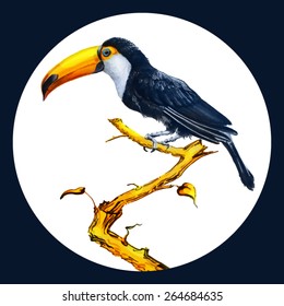 Hand-drawing toucan sitting on the branch 