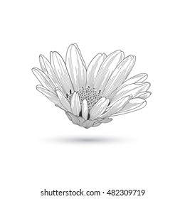 Hand-drawing vector flower chamomile. Element for design.