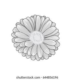 Hand-drawing vector flower chamomile. Element for design.