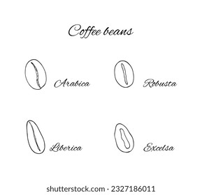 Hand-drawn  4 types of coffee beans. Arabica, Robusta, Excelsa and Liberica. 
