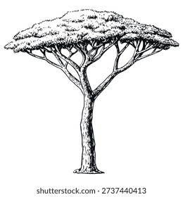 Hand-drawn acacia tree with very broad umbrella-shaped crown. Detailed vintage etching style. Hand-drawn acacia tree with very broad umbrella-shaped crown. Detailed vintage etching style.