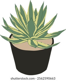 Hand-Drawn of Agave Pot Illustration