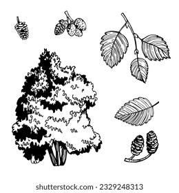 Hand-drawn alder tree. Vector sketch  illustration.