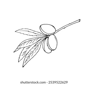 Hand-drawn almond branch.  Almond nuts and leaves. Isolated botanical illustration