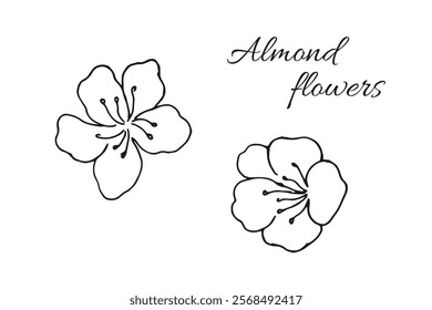 Hand-drawn almond flowers. Blooming flowers. Vector illustration on white background. Outline botanical illustration.