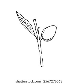 Hand-drawn Almond twig with leaves and nut on white Background. Botanical hand-drawn illustration on white. Prunus dulcis. Prunus amygdalus.