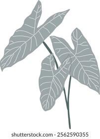 Hand-Drawn of Alocasia Longiloba Illustration