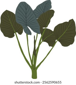 Hand-Drawn of Alocasia Tree Illustration