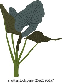 Hand-Drawn of Alocasia Tree Illustration