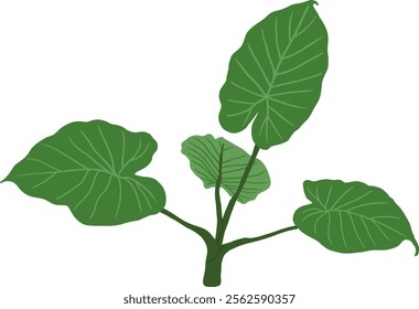 Hand-Drawn of Alocasia Wentii Illustration