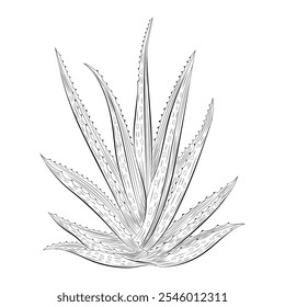 Desenhado à mão aloe vera planta esboço vetor ilustração, esboço botânico no fundo branco