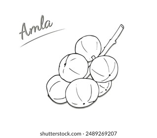 Hand-drawn Amla fruits on a twig. Hand-drawn illustration isolated on white background. Phyllanthus emblica vector illustration. Indian gooseberry.